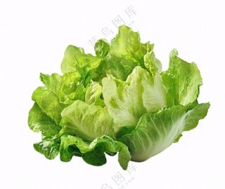 青菜生菜蔬菜免抠