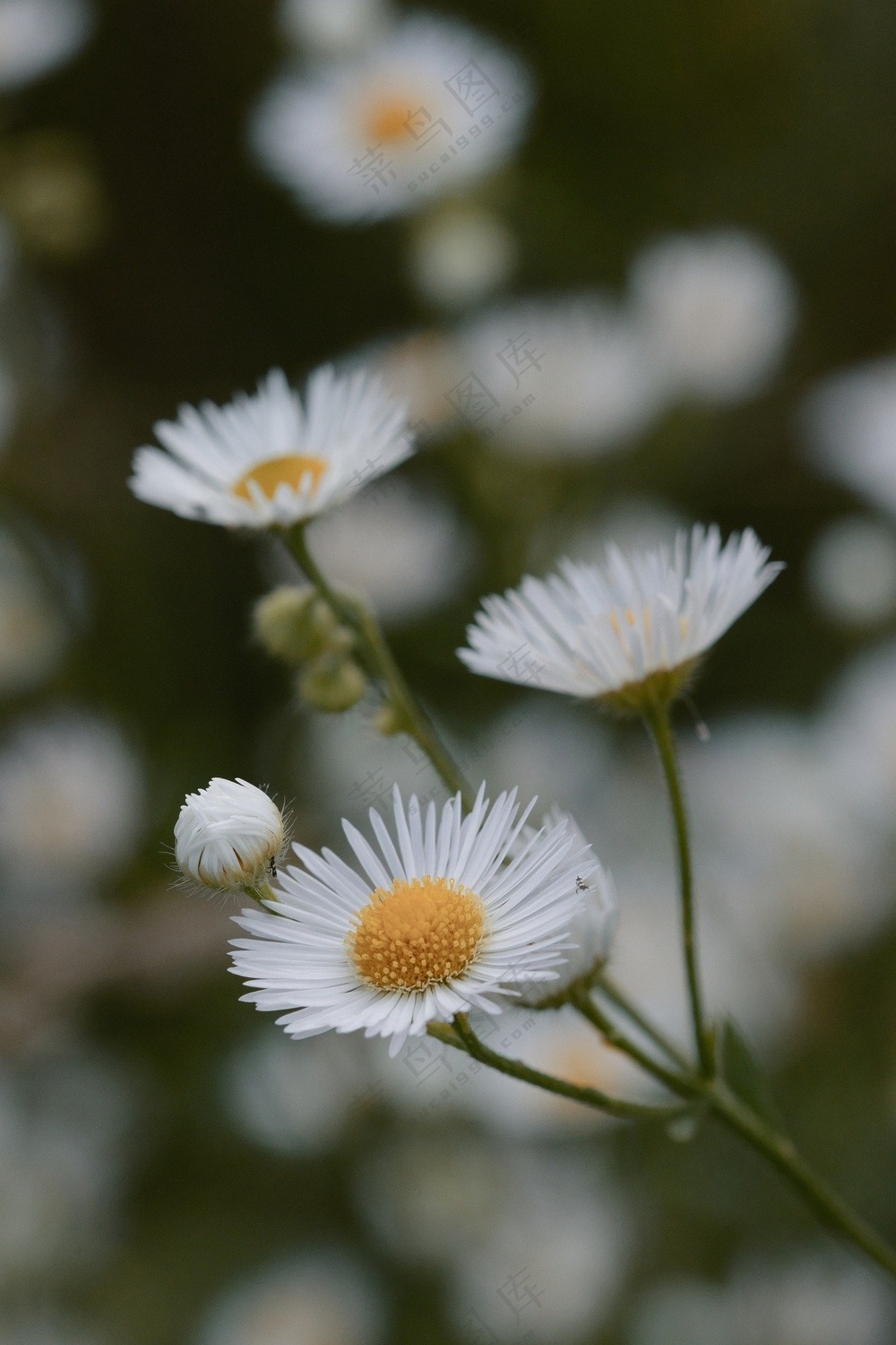 白色小雏菊花特写图片