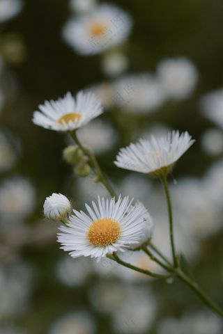 白色小雏菊花特写图片