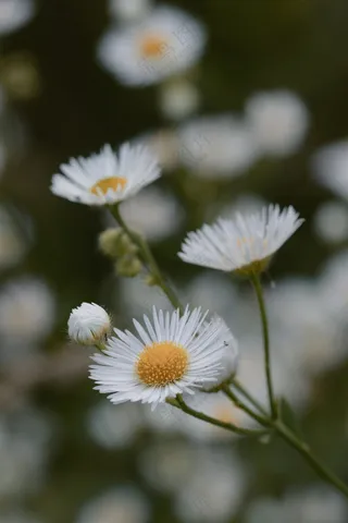 白色小雏菊花特写图片