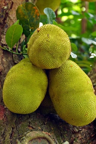 挂在树上的菠萝蜜