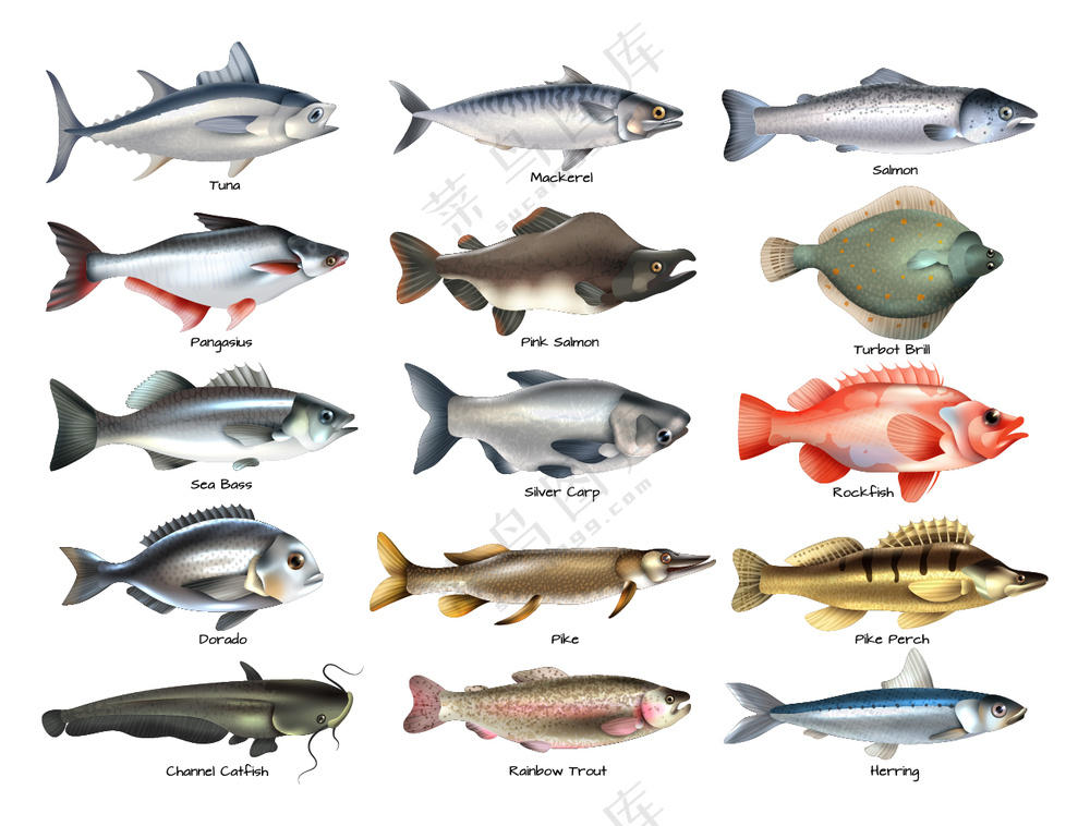 鱼类矢量图素材
