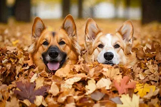 秋天公园黄落叶小狗宠物摄影图