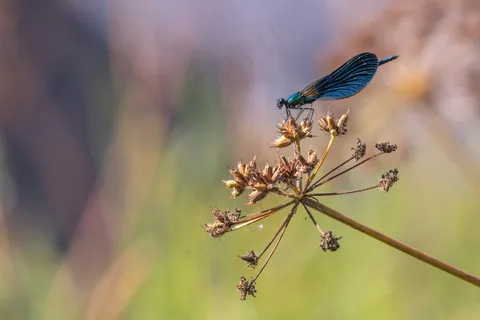 斑斓彩翼舞动花间