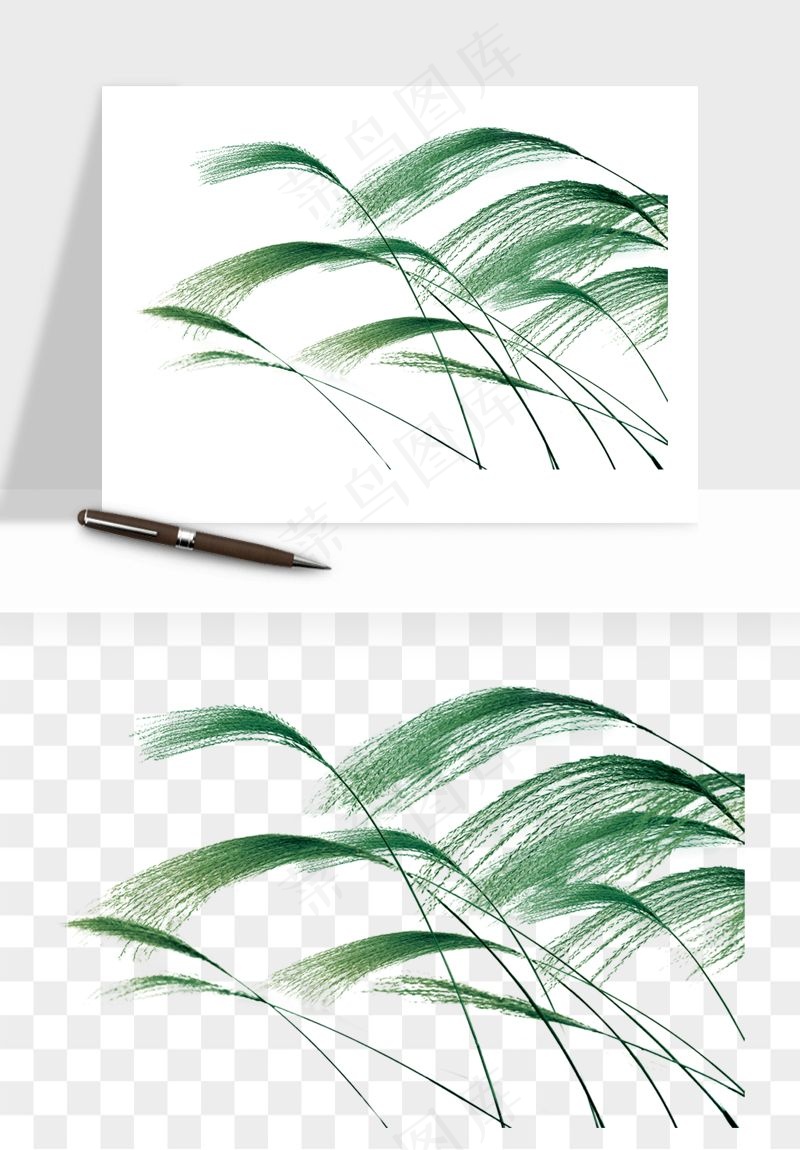 植物芦苇蒲苇香蒲png免抠