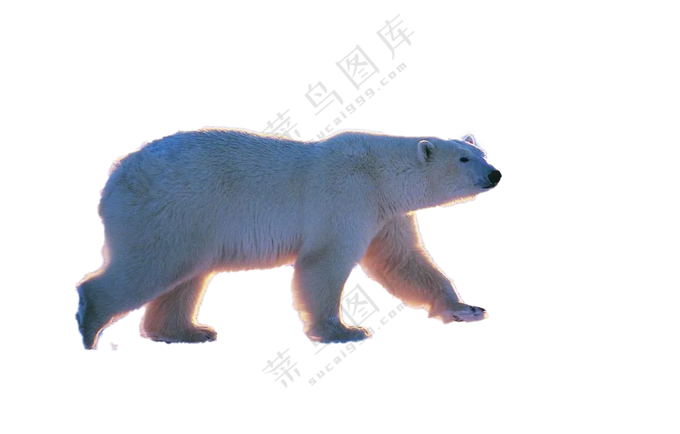 奔跑的北极熊