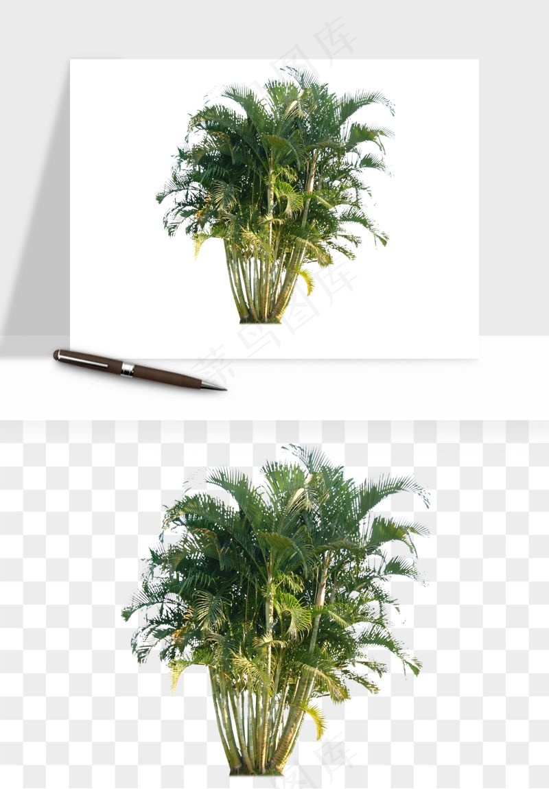 棕榈树椰树png免抠