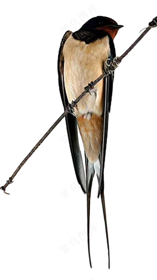 png免抠燕子鸟类动物