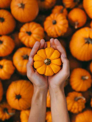 秋天秋收南瓜手捧南瓜实物摄影图