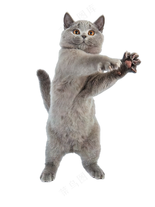 png免抠搞笑有趣动物