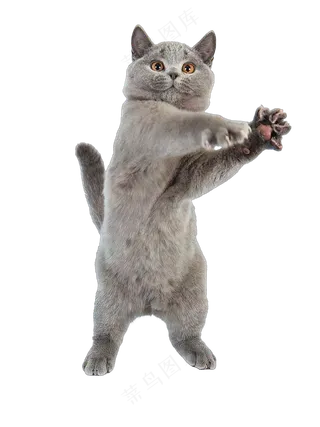 png免抠搞笑有趣动物