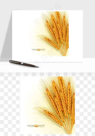 手绘麦穗稻穗麦秆矢量png免抠