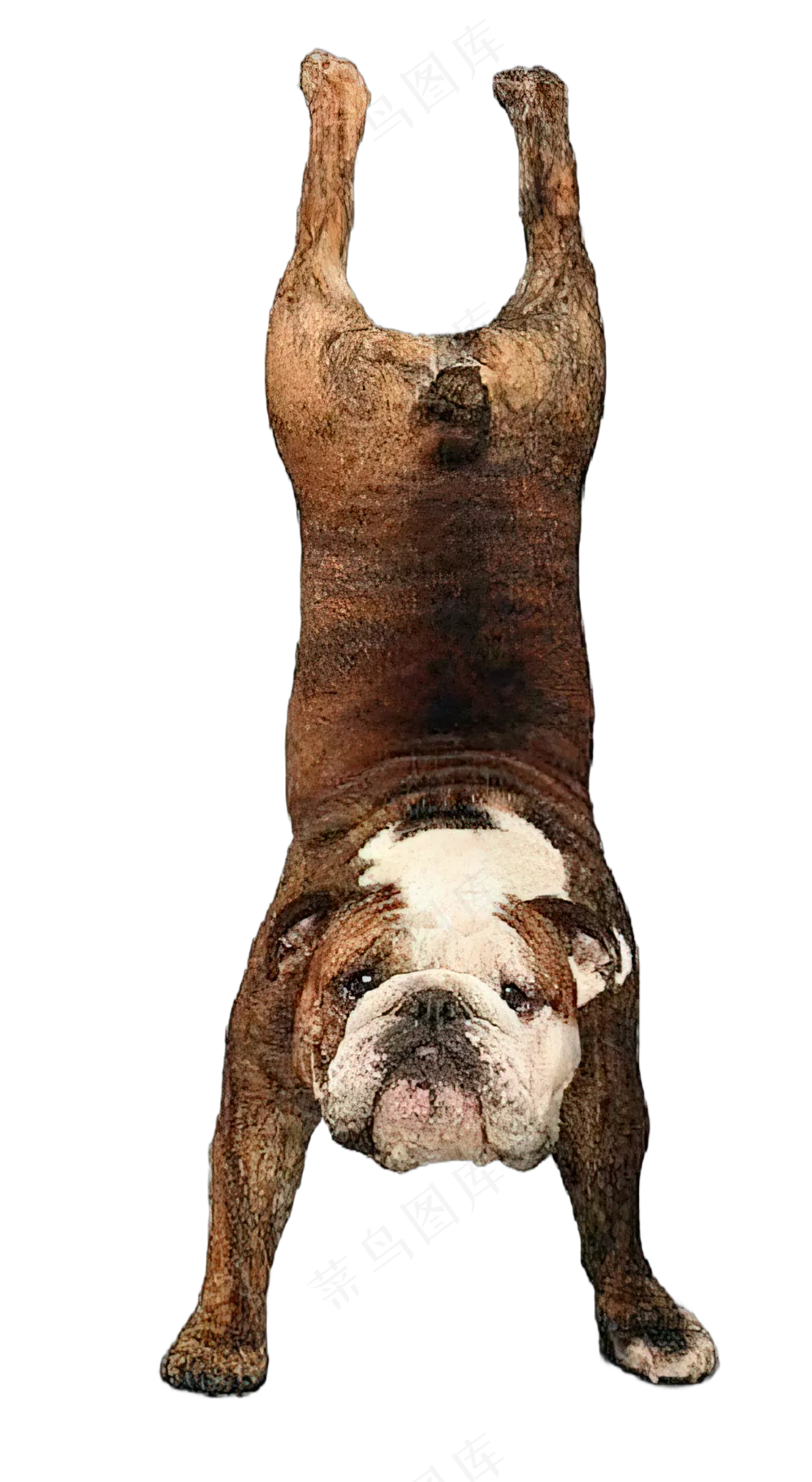 png免抠搞笑有趣动物