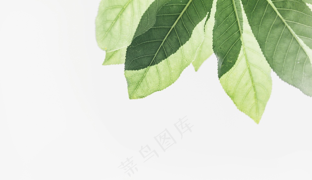 白色背景下的绿叶的特写照片