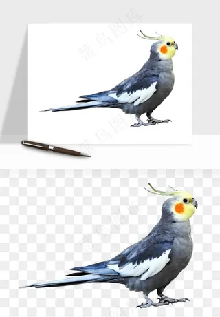 鹦鹉八哥鸟宠物png免抠