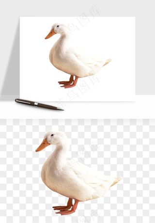 鸭子小鸭png免抠
