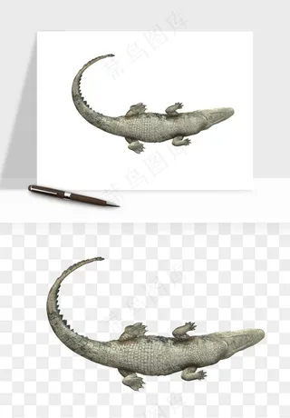 鳄鱼动物png免抠
