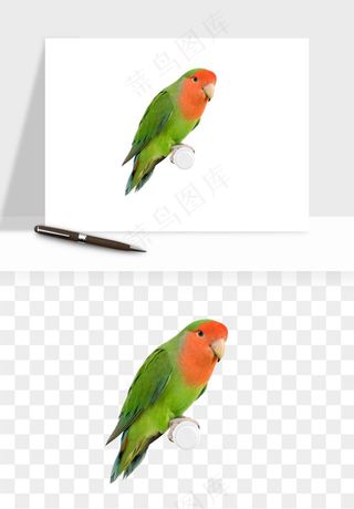 鹦鹉八哥鸟宠物png免抠