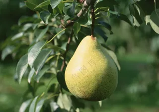 树枝上的梨子 (4)