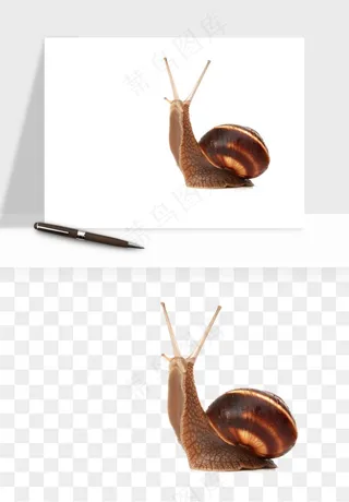 蜗牛动物png免抠