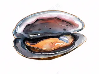 海洋海虹贝壳卡通插画免抠