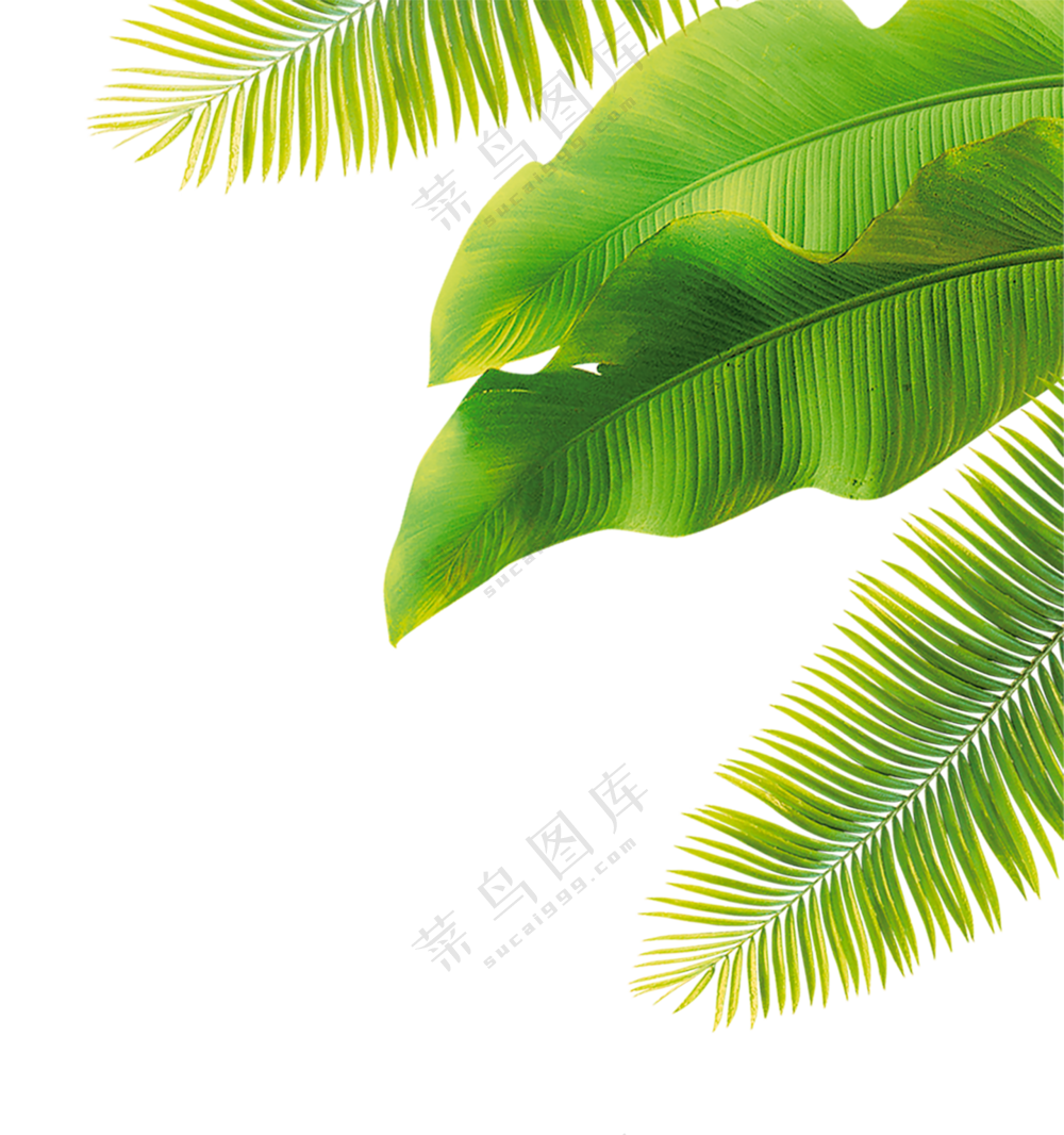 热带绿叶元素