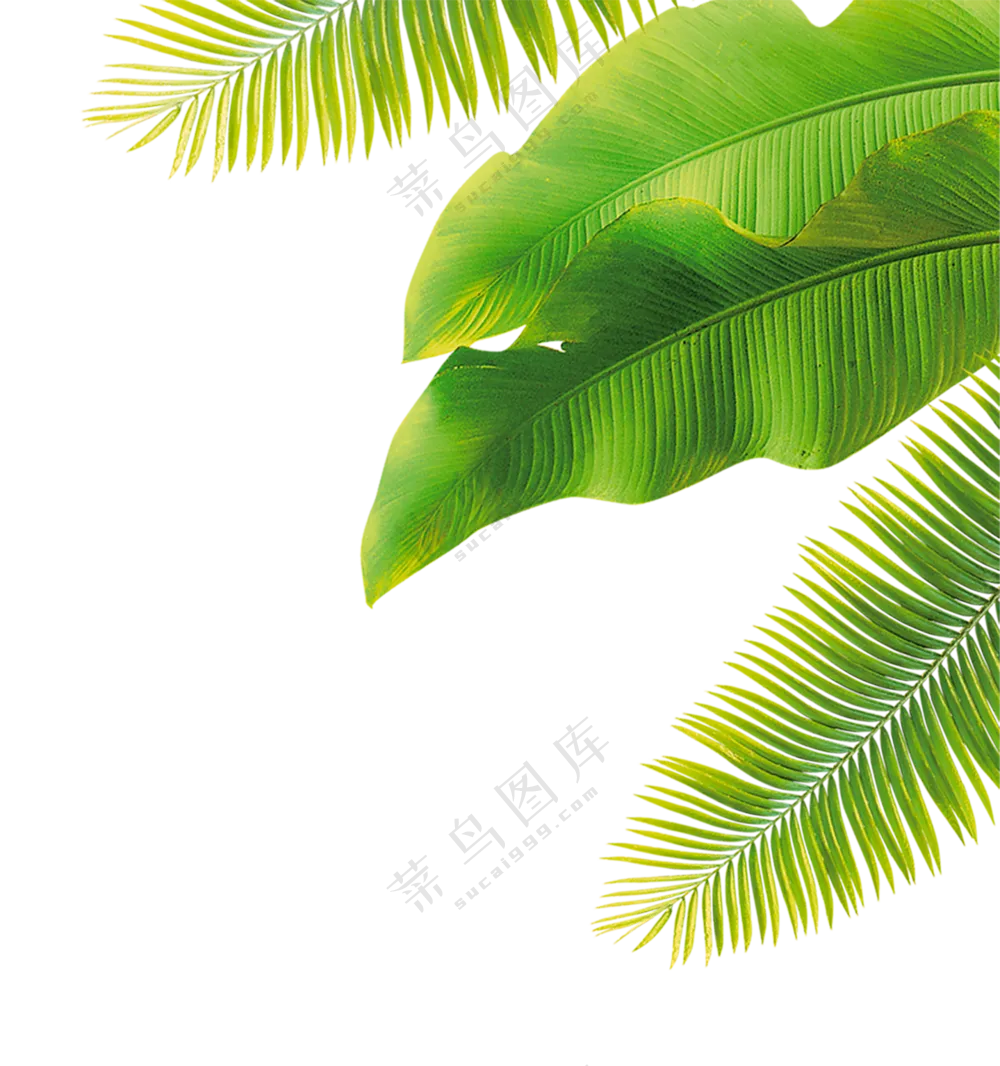 热带绿叶元素