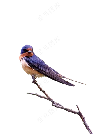 png免抠燕子鸟类动物