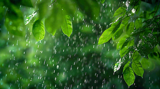 春天雨水森林植物的雨滴谷雨摄影图