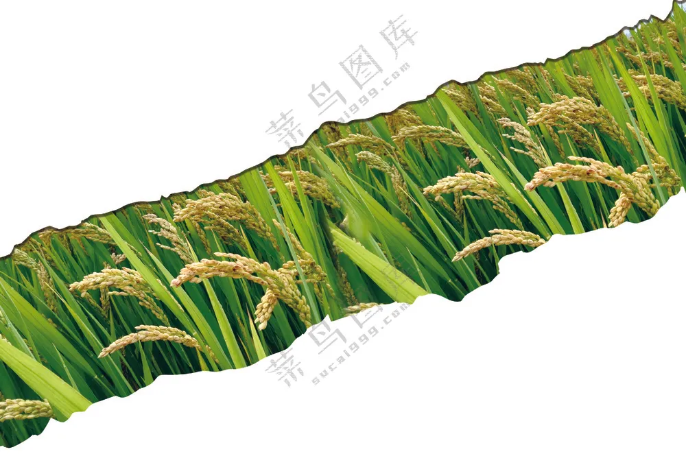 五常大米  绿箱5kg拎绳对扣-2