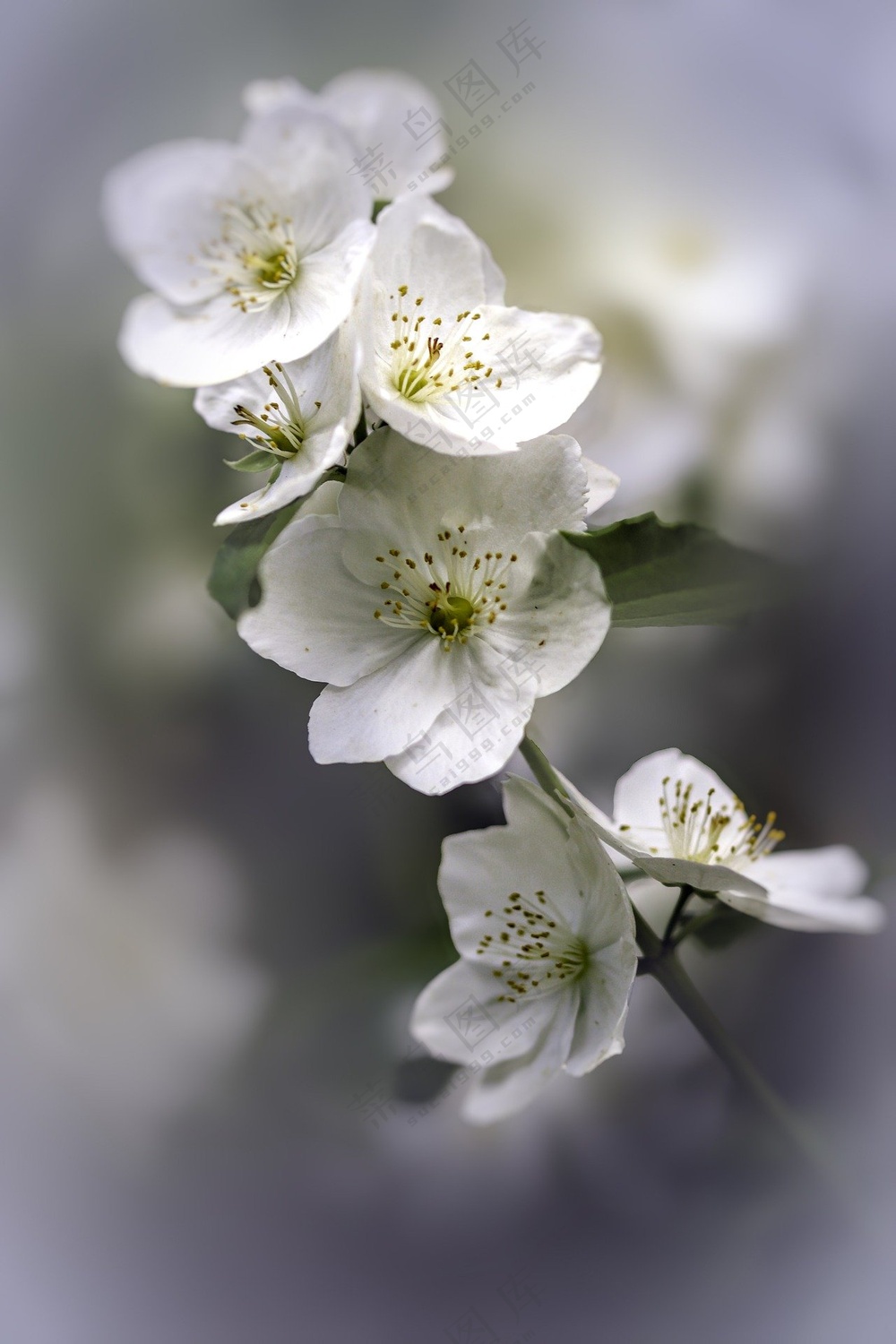 白色茉莉花花枝