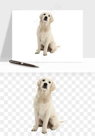 猫咪喵星人狗狗宠物元素png免抠