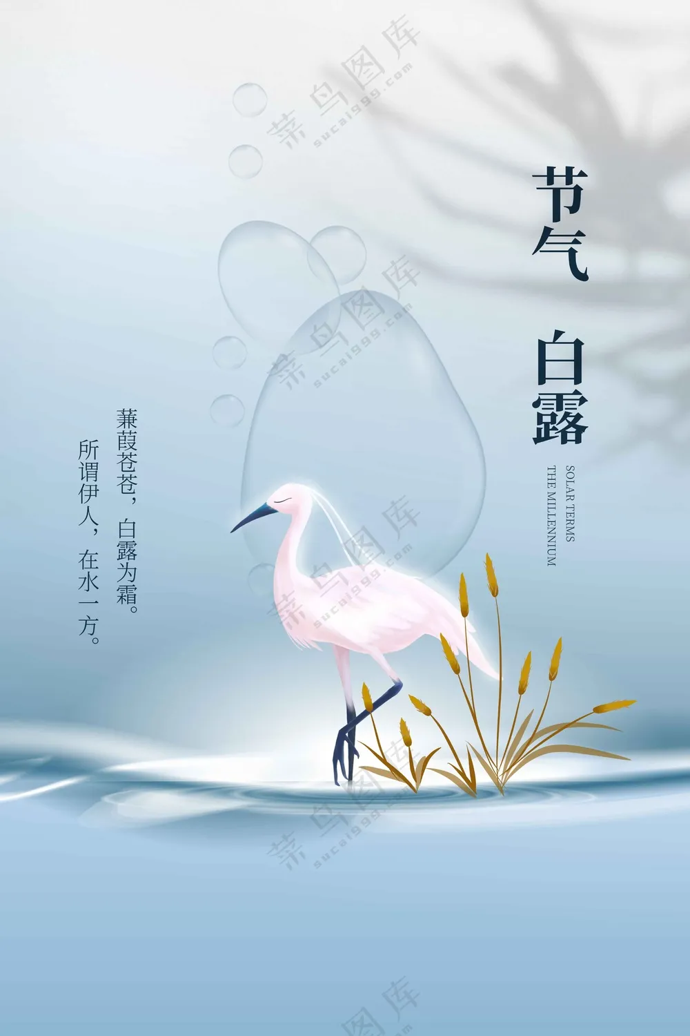 白露节气传统活动海报