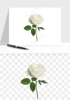 白玫瑰花枝花束png免抠