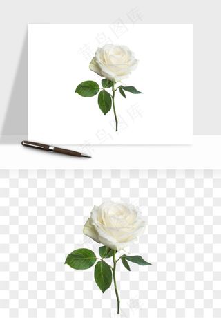 白玫瑰花枝花束png免抠