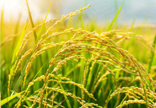 稻田稻谷稻穗粮食收成小满芒种世界粮食日摄影图