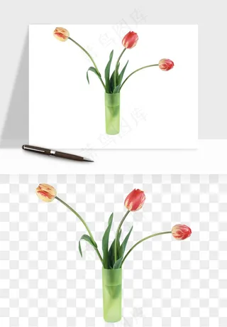 荷兰郁金香鲜花png免抠