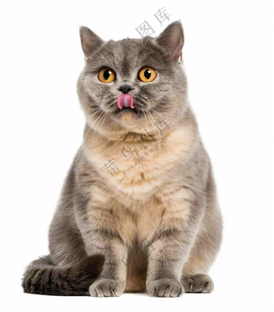可爱小猫萌宠宠物动物免抠