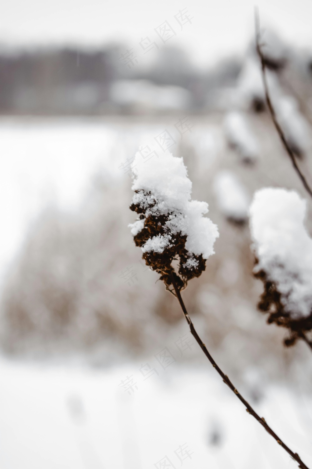 冬日的静谧——雪覆盖的枯草