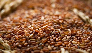 世界粮食日谷物米饭稻谷小麦摄影图