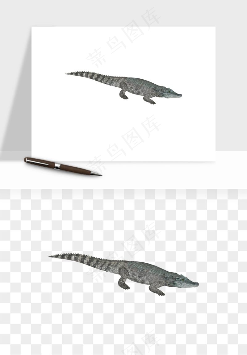 鳄鱼动物png免抠