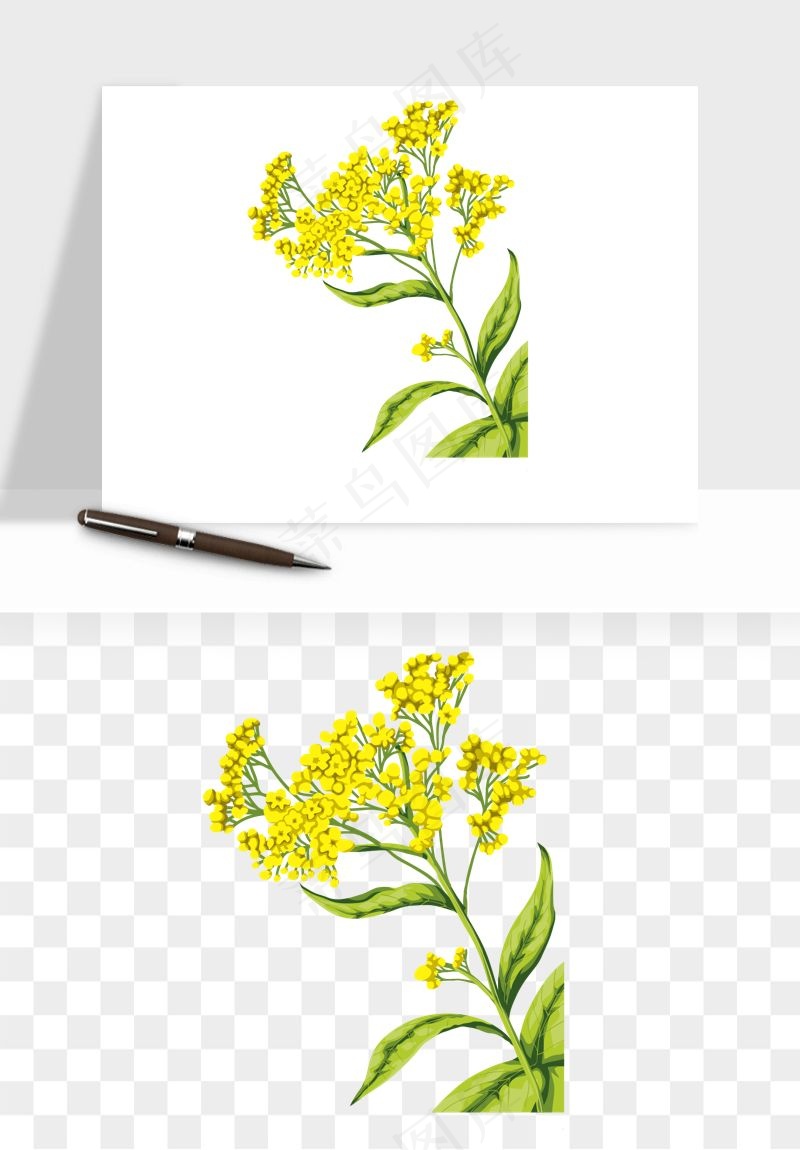 油菜花田png免抠