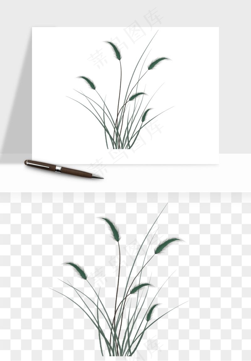 植物芦苇蒲苇香蒲png免抠