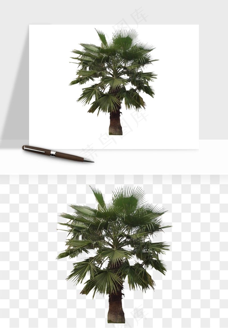棕榈树椰树png免抠