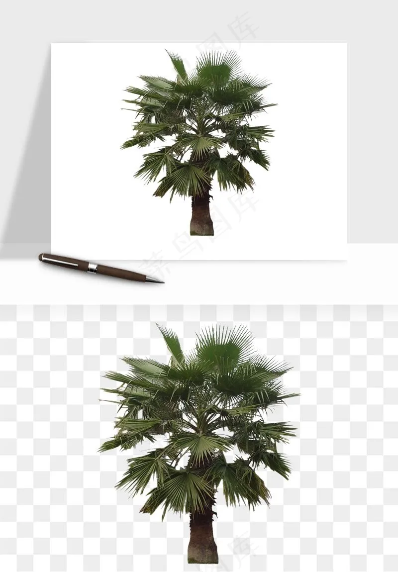 棕榈树椰树png免抠