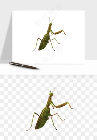 螳螂png免抠