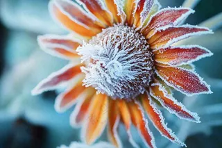 秋冬寒冷植物花朵上的白霜霜降摄影图