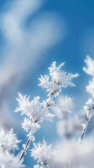 冬天结霜的植物白霜寒冷霜降摄影图