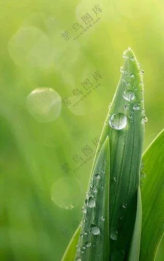 白露节气