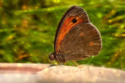 阳光橙蝶觅食图